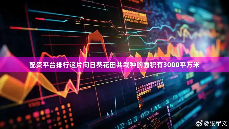 配资平台排行这片向日葵花田共栽种的面积有3000平方米
